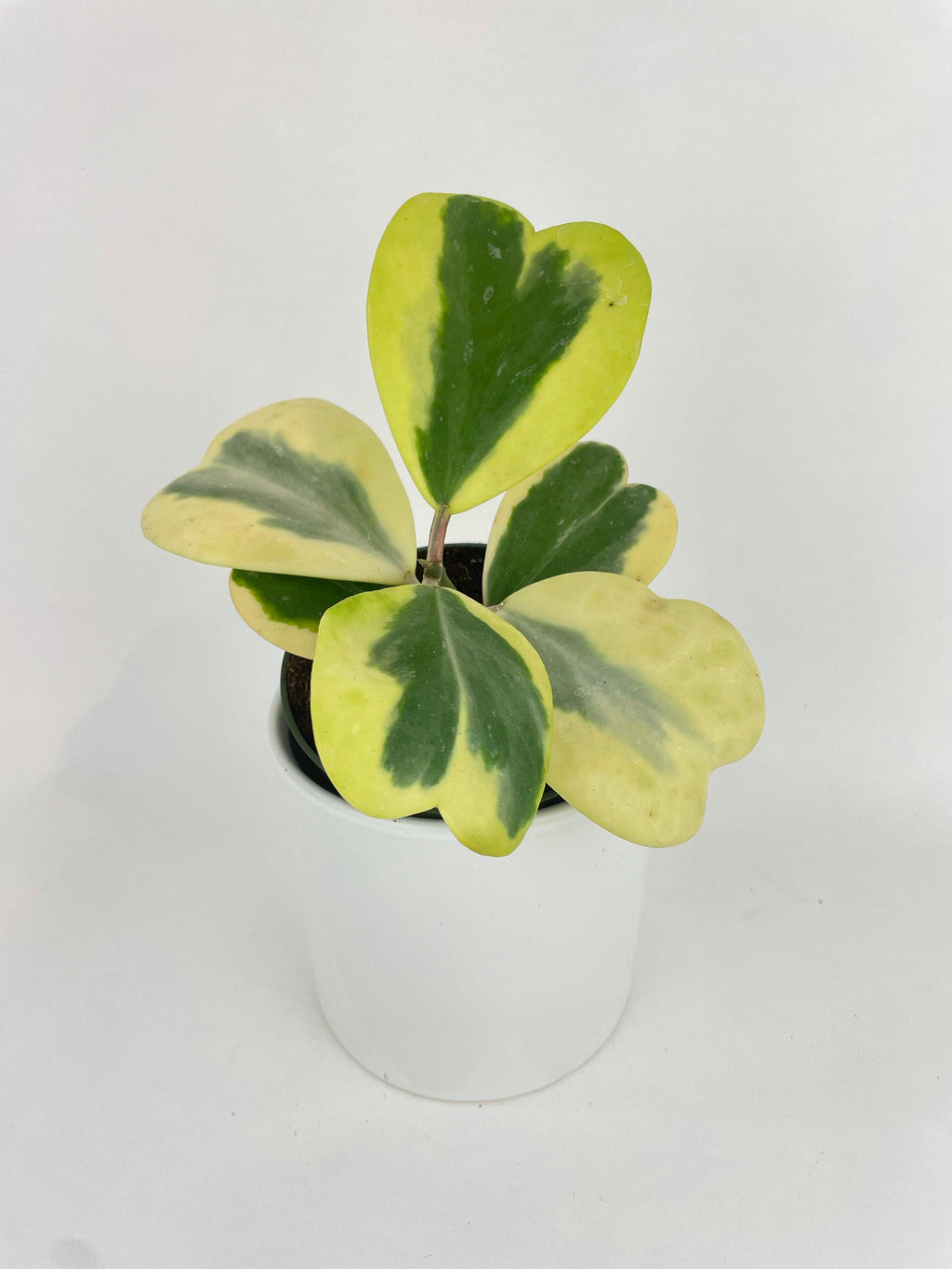 Variegated Sweetheart Hoya Kerrii Albo