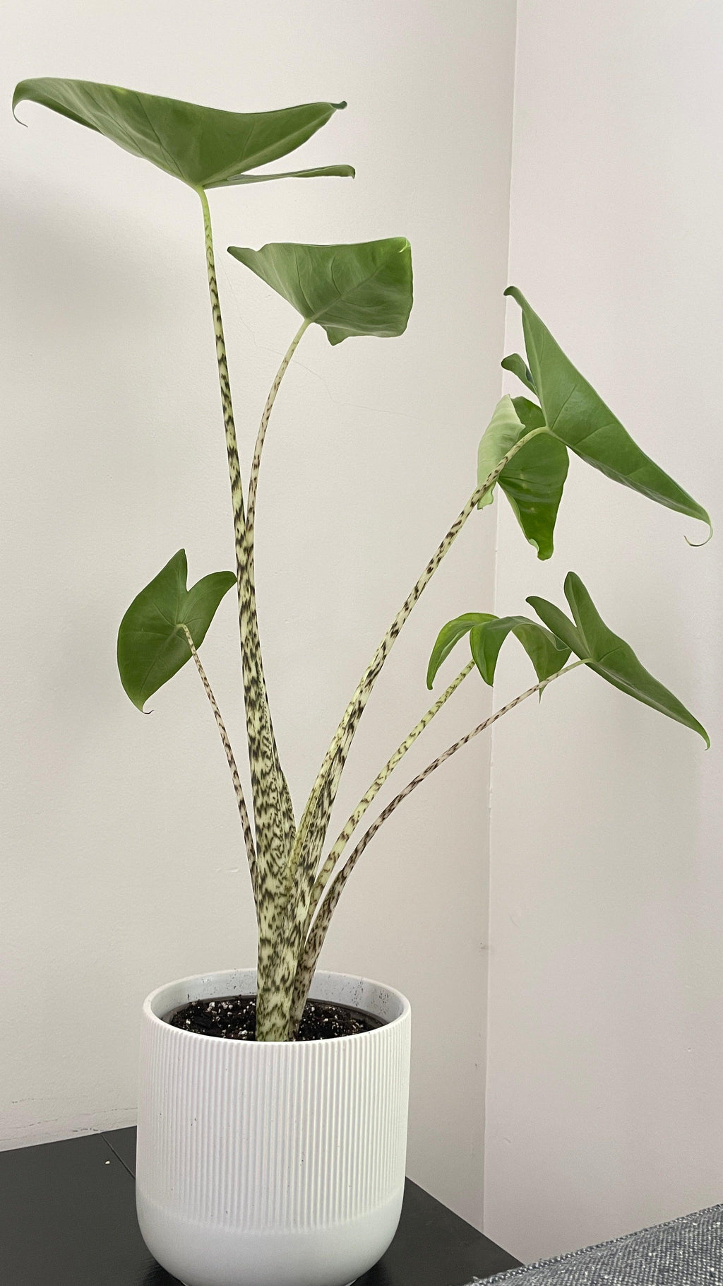 Alocasia Zebrina