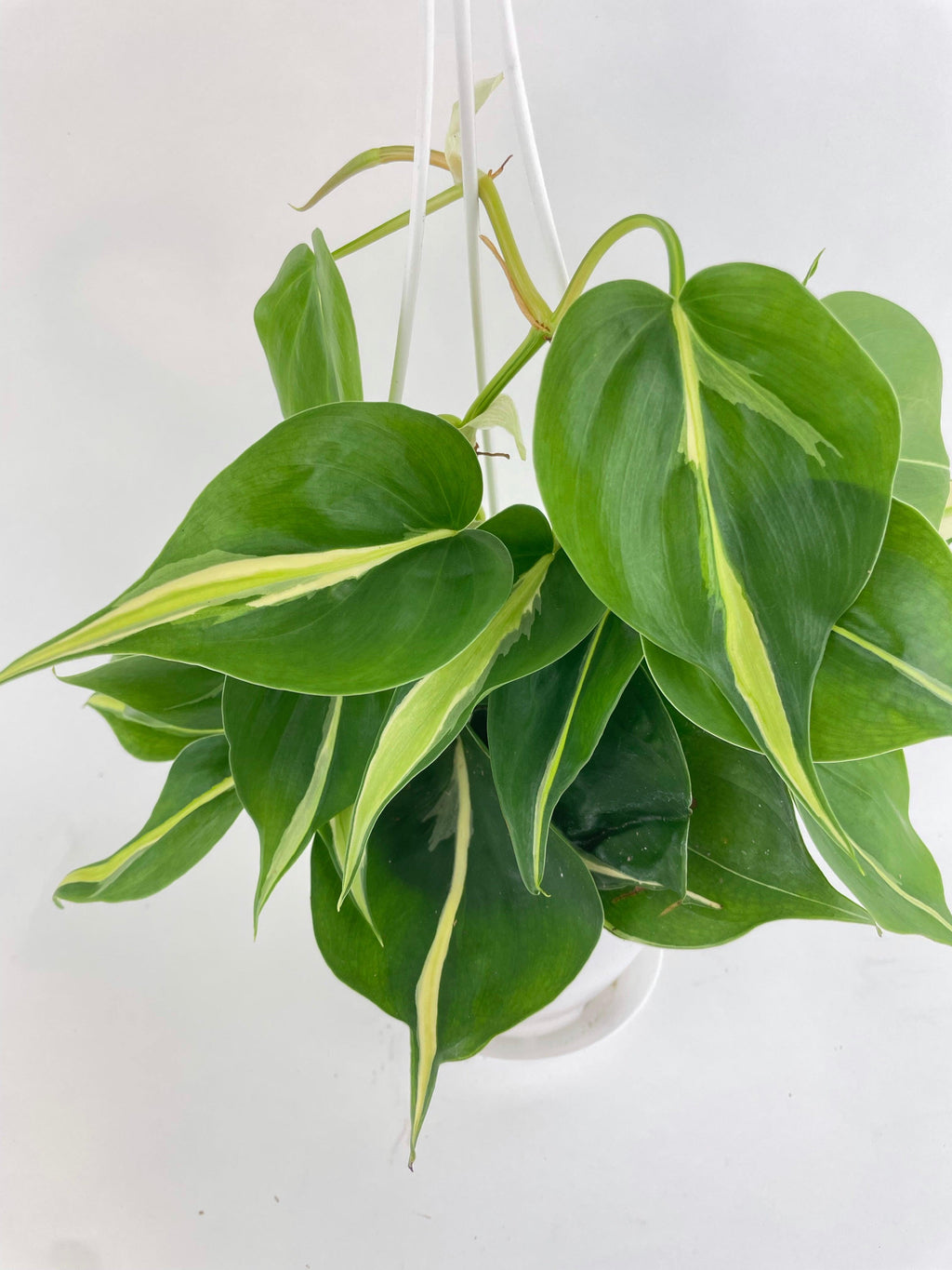 Philodendron Hederaceum Silver Stripe