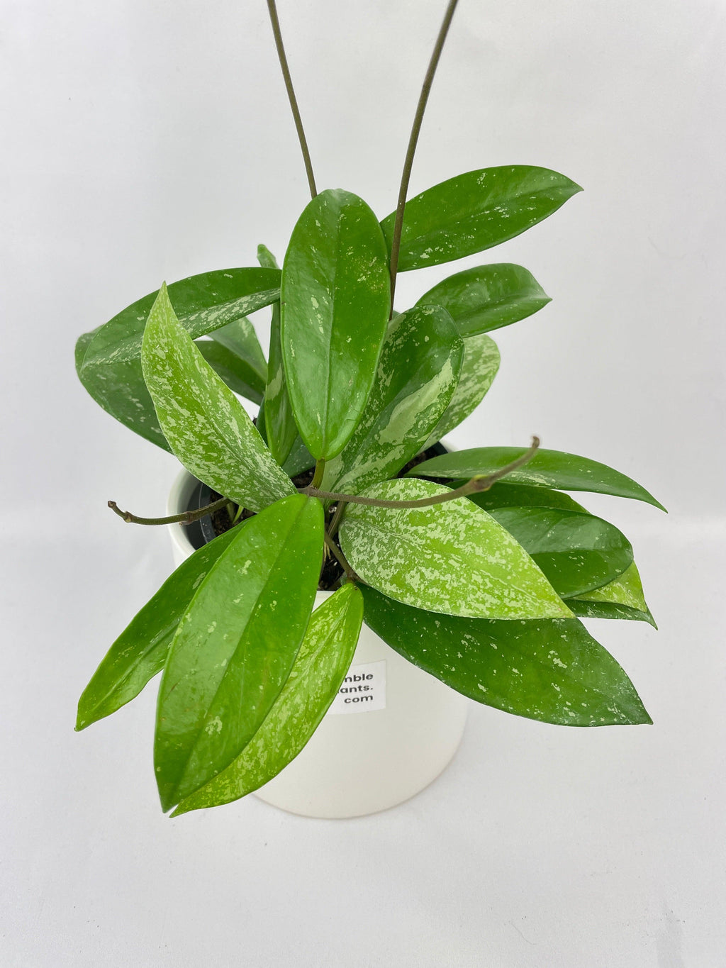 Hoya Pubicalyx Splash