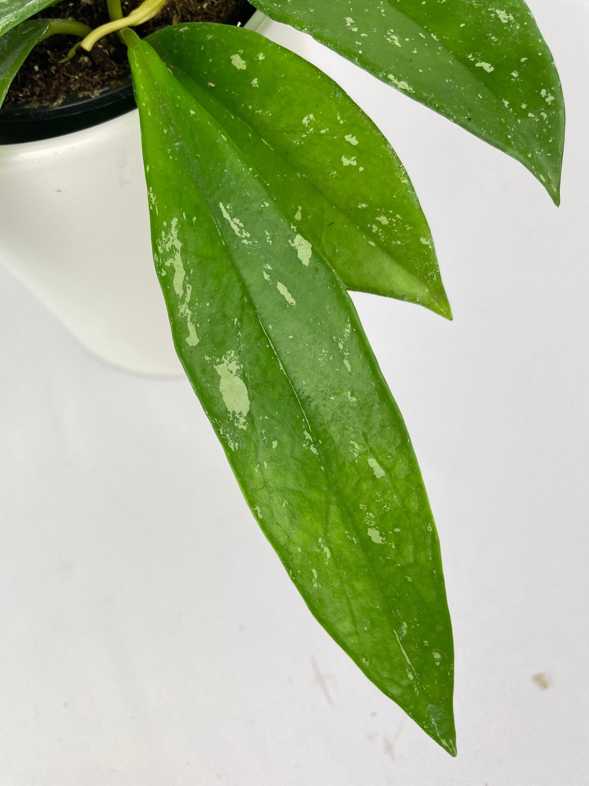 Hoya Pubicalyx Splash