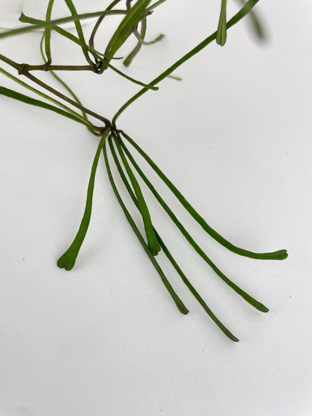 Hoya Retusa