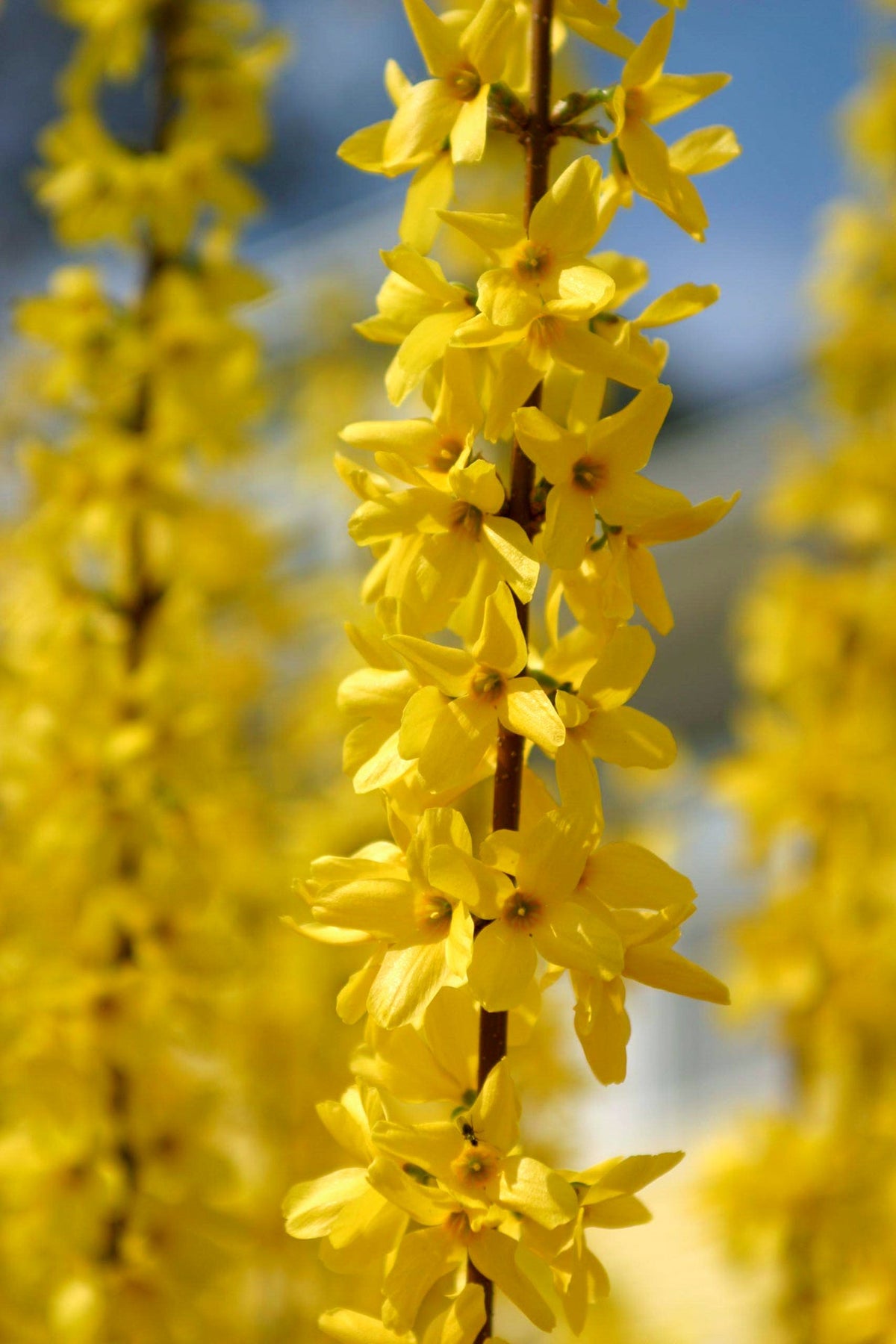 Yellow Forsythia