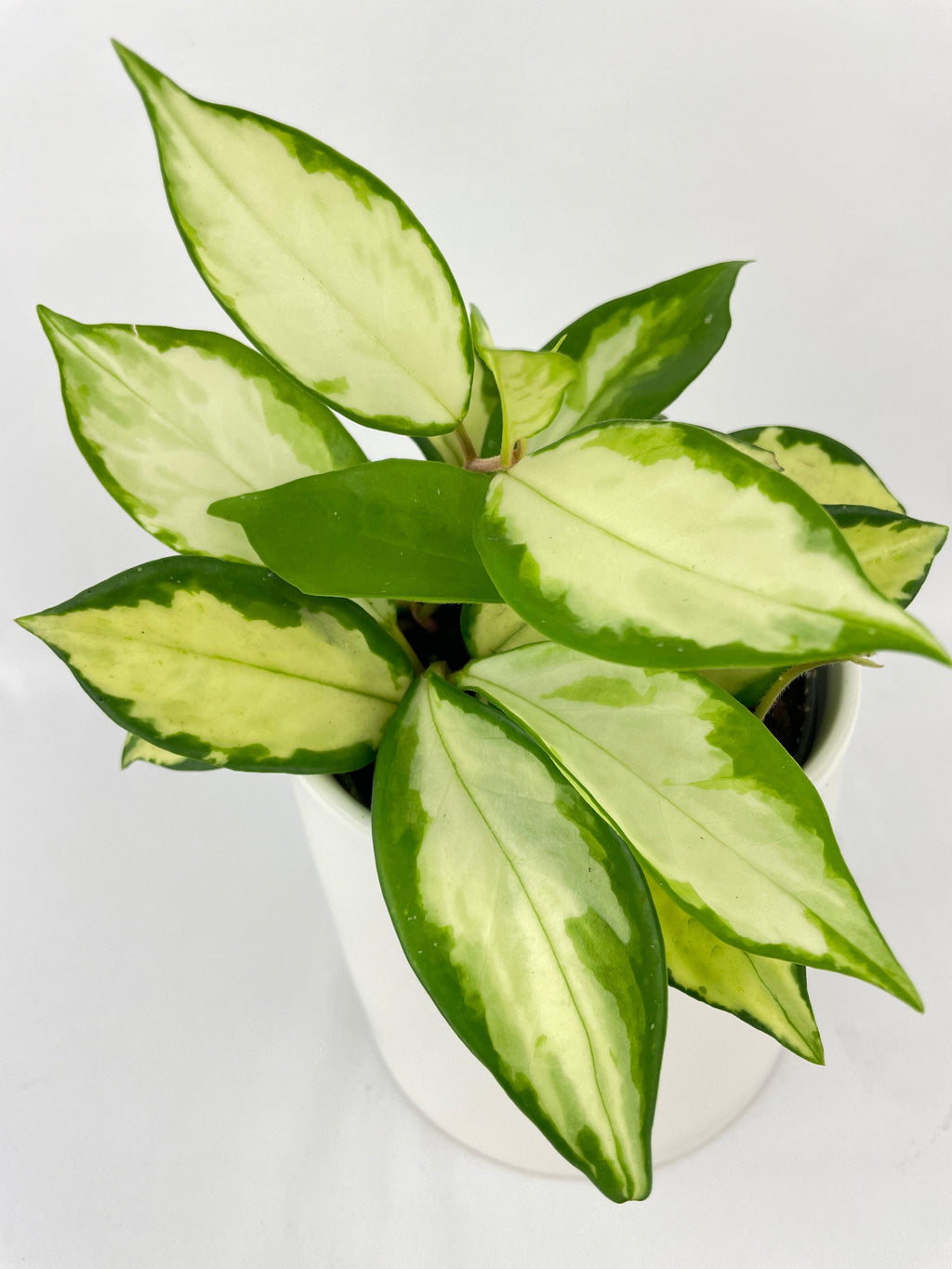 Variegated Hoya Carnosa Krimson Princess