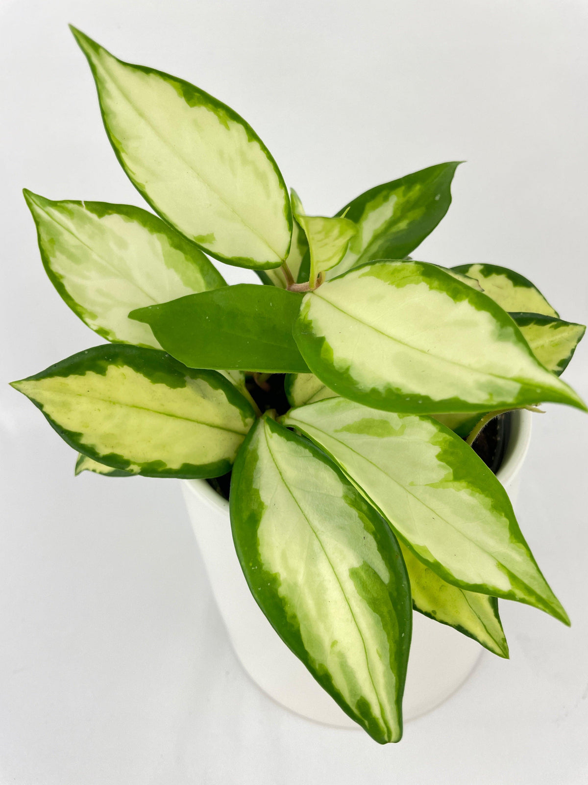 Variegated Hoya Carnosa Krimson Princess
