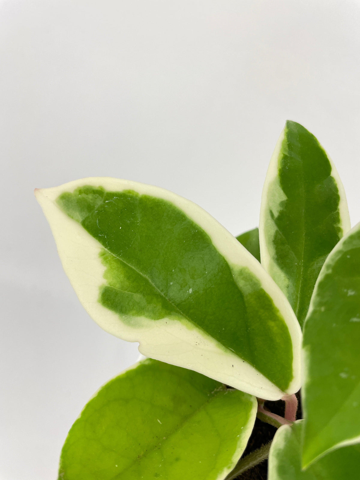 Variegated Hoya Carnosa Krimson Queen