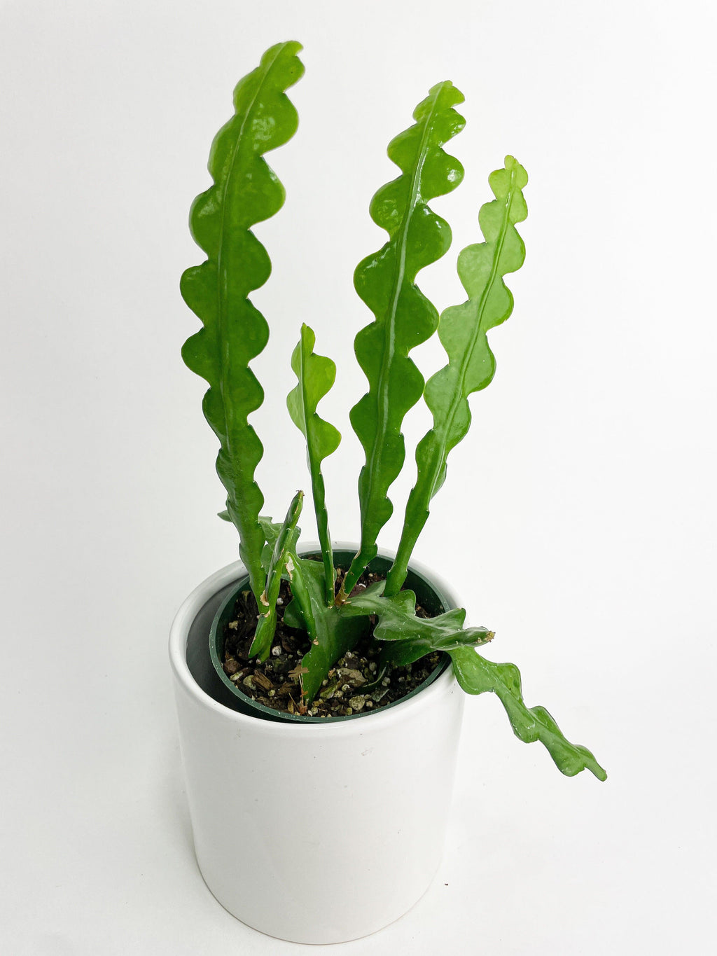 Ric Rac Fishbone Cactus