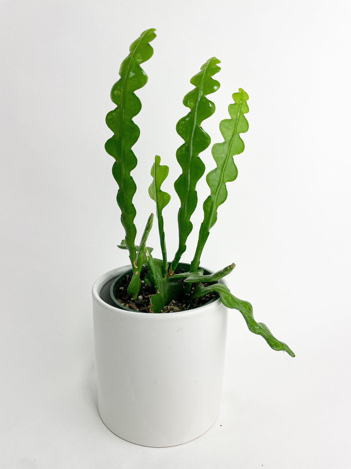 Ric Rac Fishbone Cactus