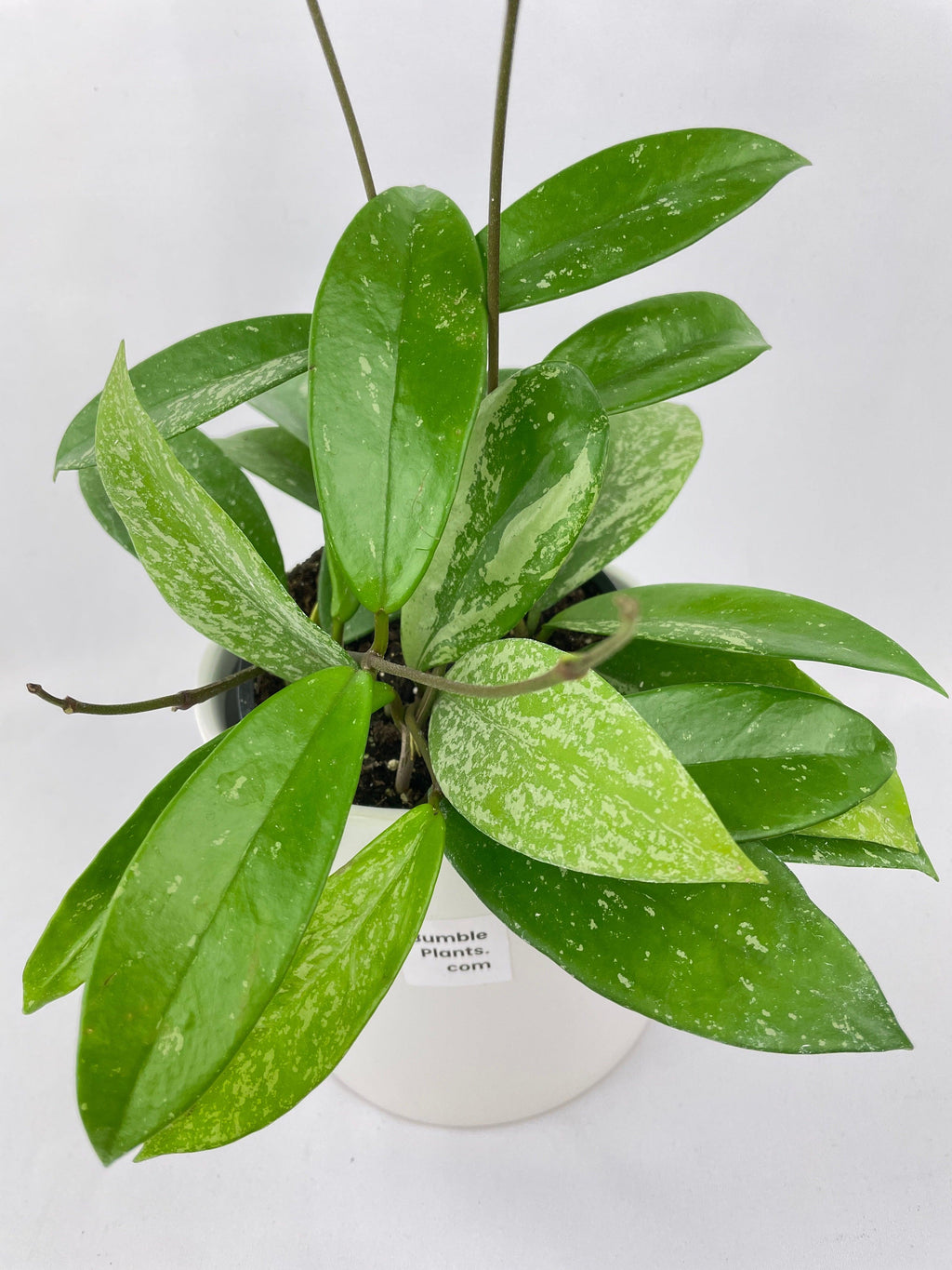 Hoya Pubicalyx Splash