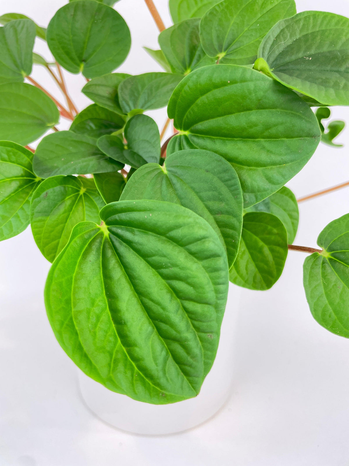 Peperomia Rana Verde