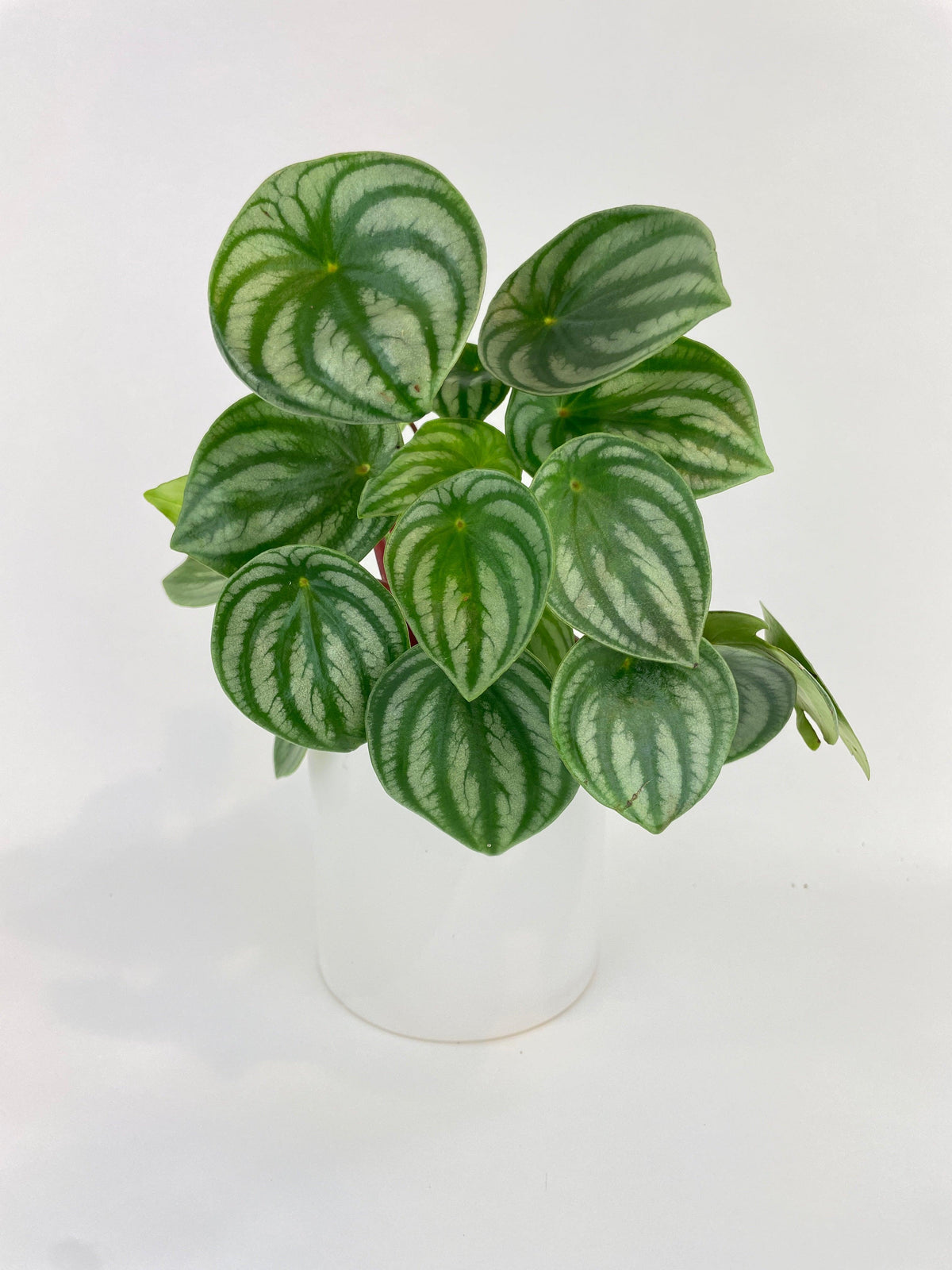 Watermelon Peperomia Argyreia