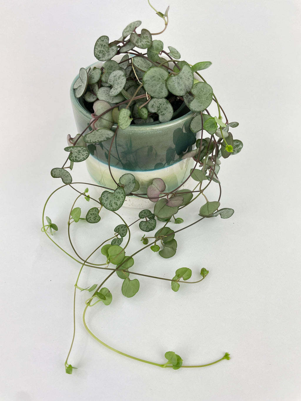 Silver Glory String of Hearts