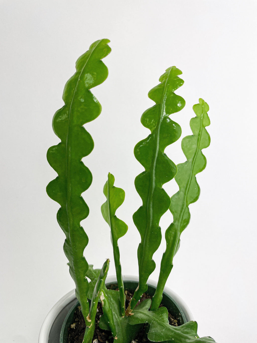 Ric Rac Fishbone Cactus