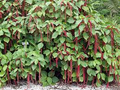 Giant Chenille Live Starter Plant – Acalypha hispida Red Cat Tail Plant