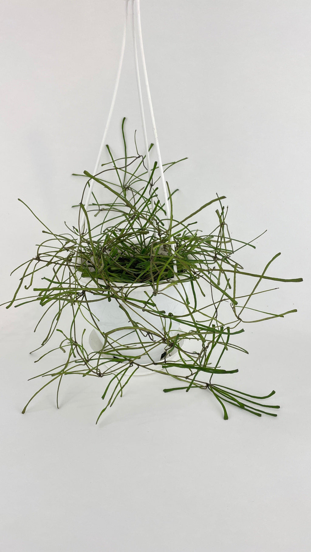 Hoya Retusa