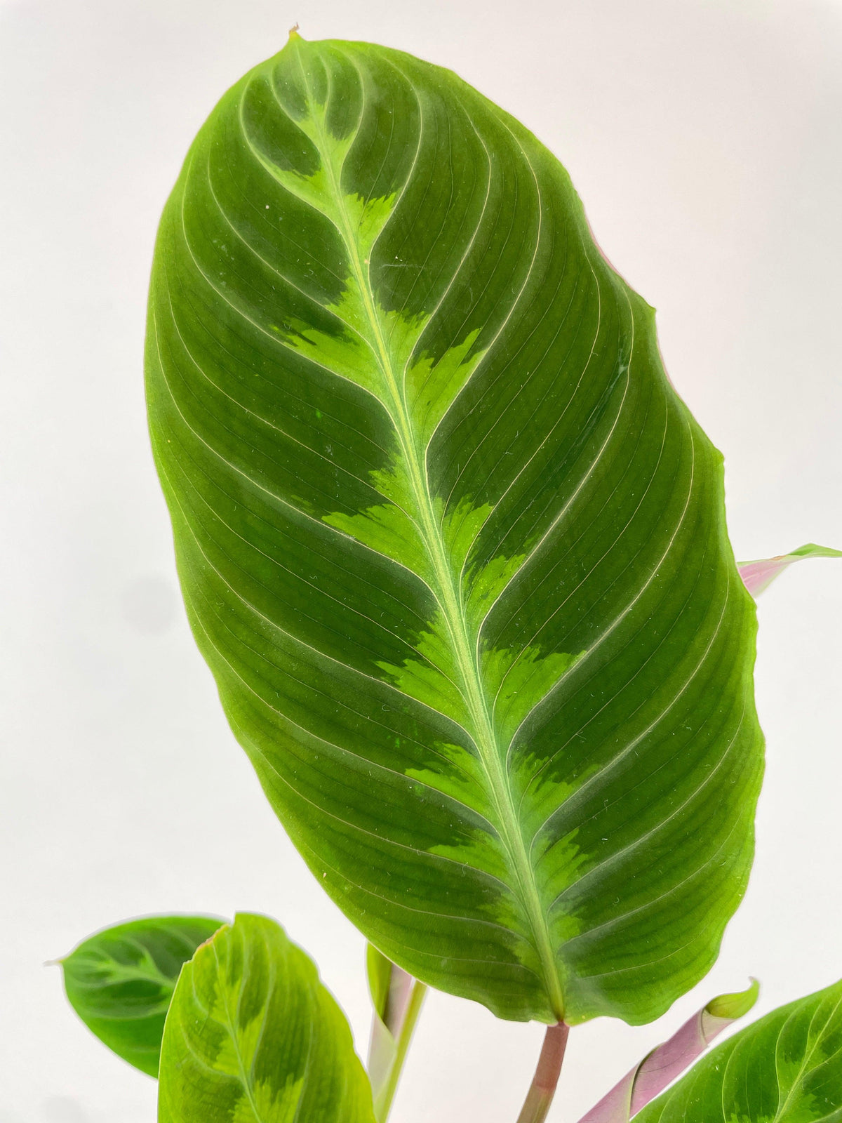 Calathea Warscewiczii “Jungle Velvet”