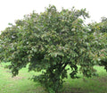 American Hazelnut Tree Seedling – 1 Year Old Native Nut Shrub Corylus americana for Edible Nuts & Wildlife Habitat