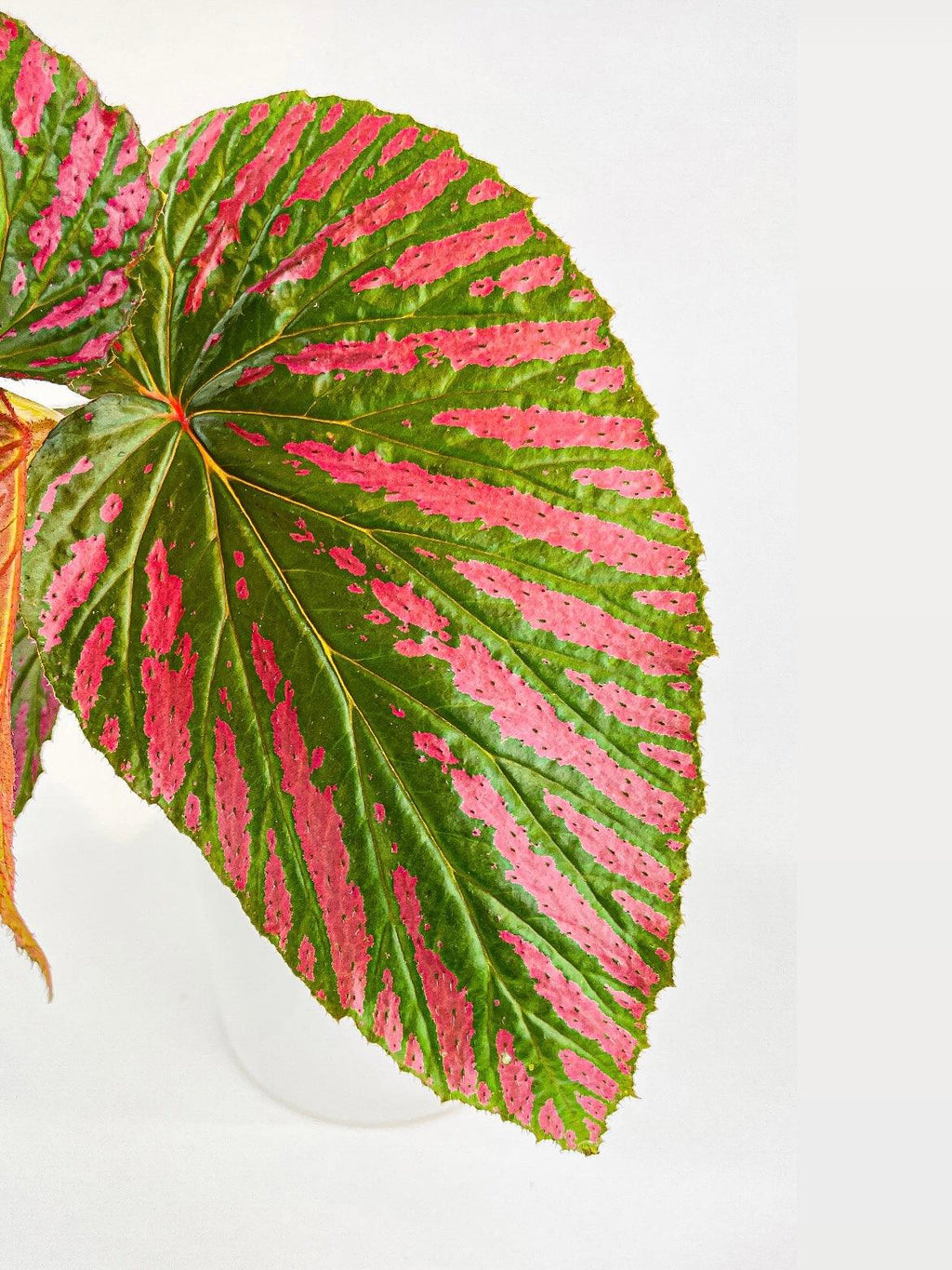Begonia Brevirimosa Exotica