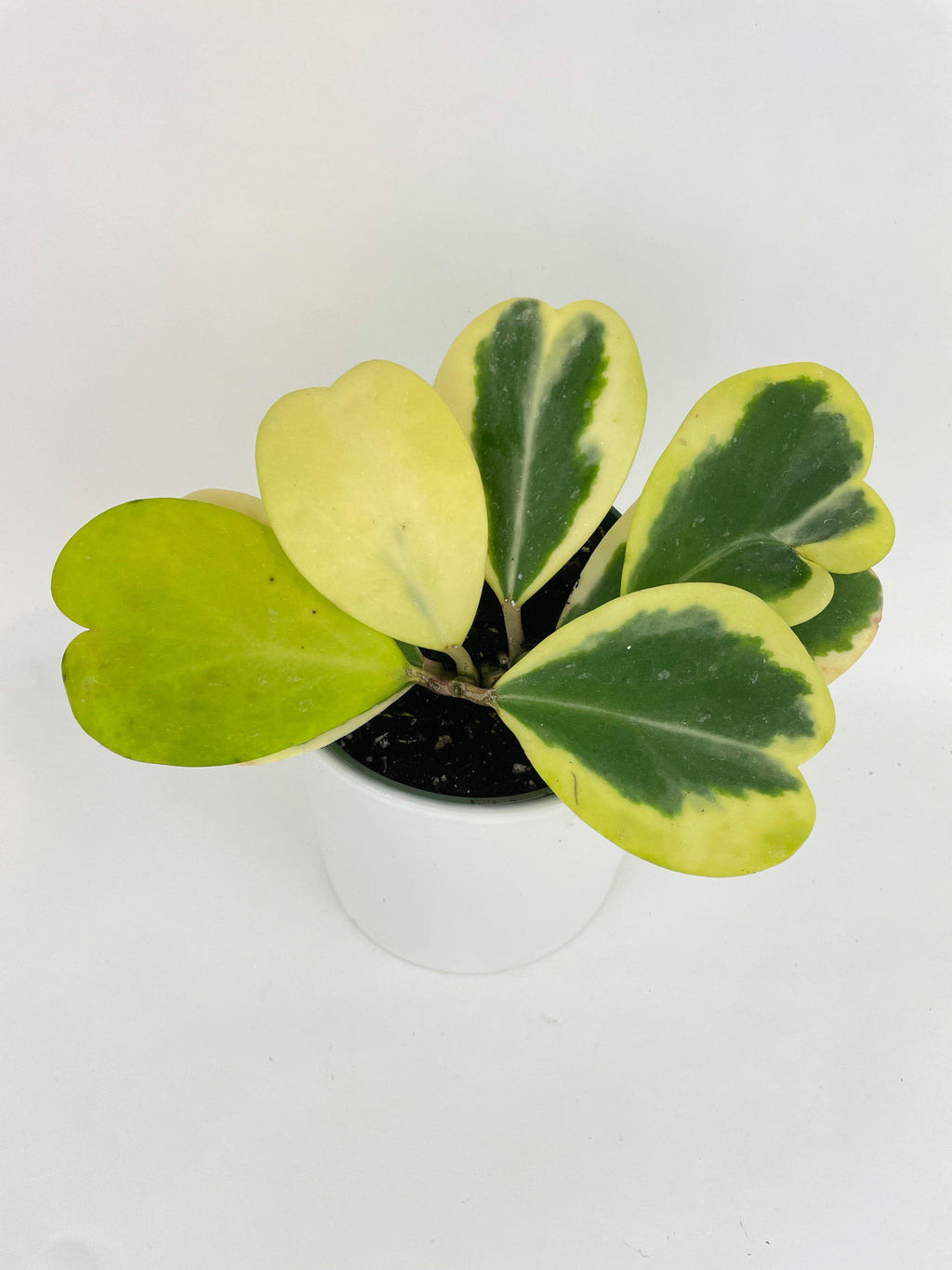 Variegated Sweetheart Hoya Kerrii Albo