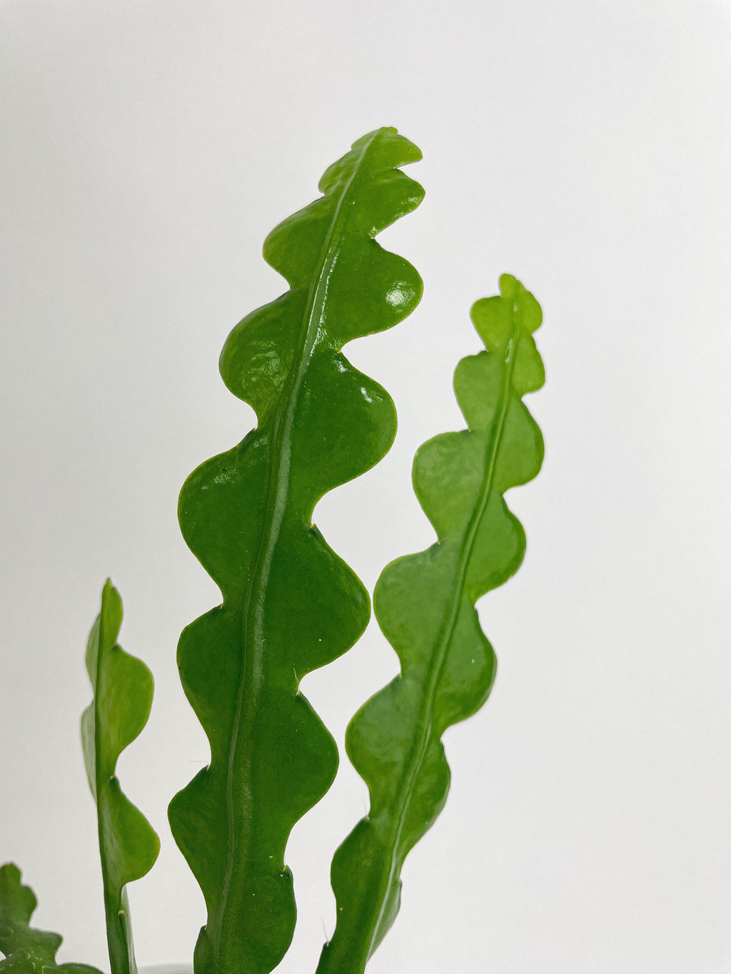 Ric Rac Fishbone Cactus