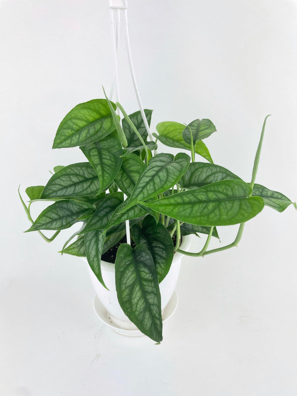 Monstera Siltepecana
