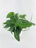 Monstera Siltepecana