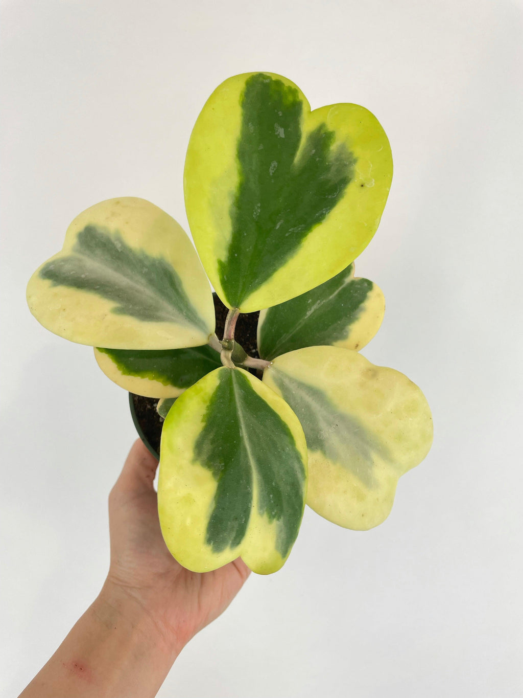 Variegated Sweetheart Hoya Kerrii Albo