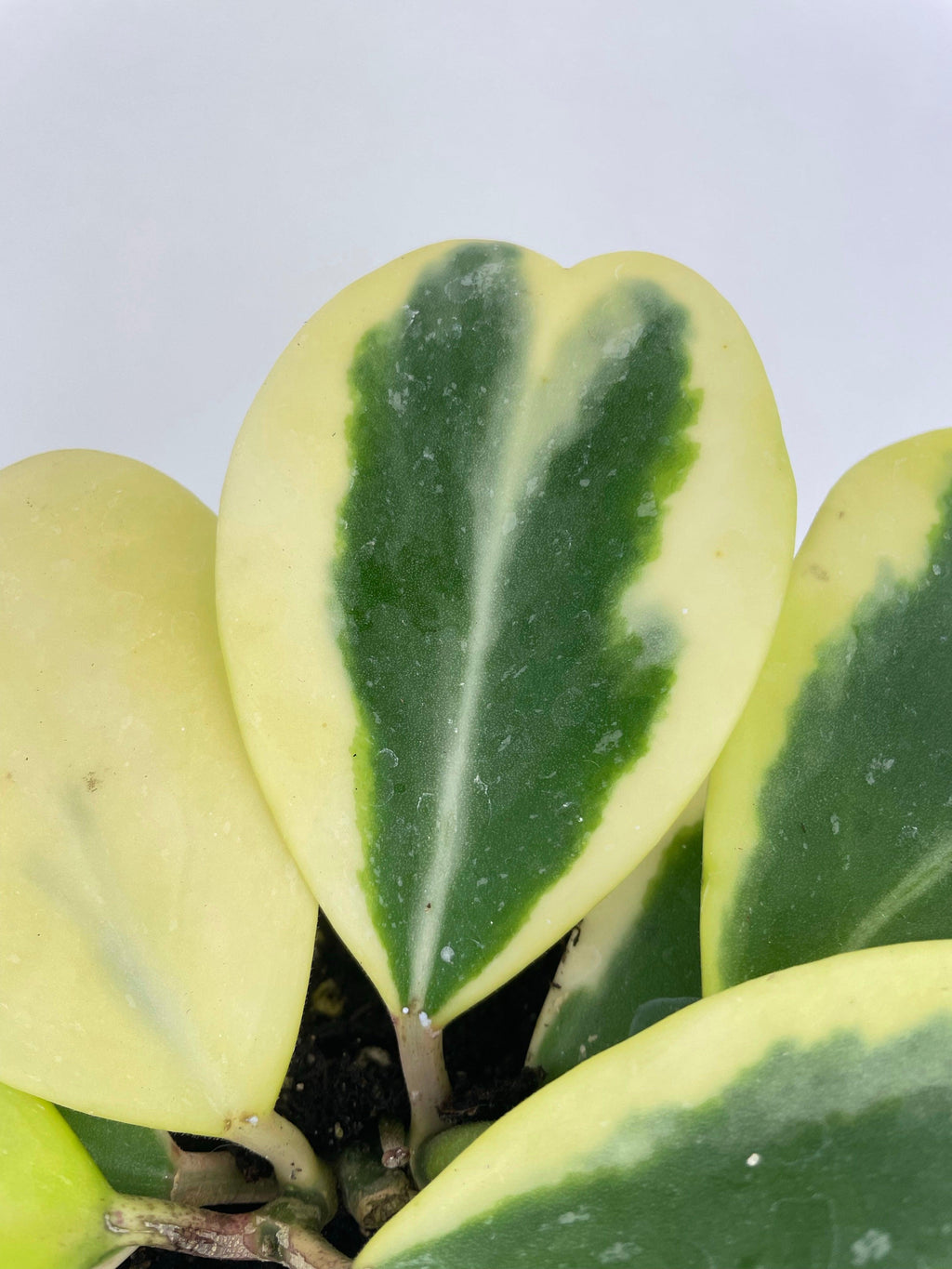 Variegated Sweetheart Hoya Kerrii Albo