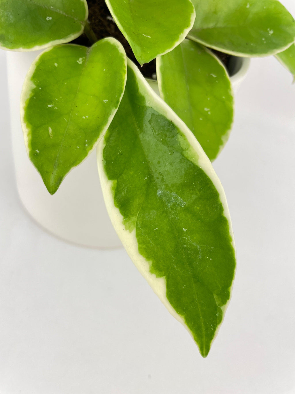 Variegated Hoya Carnosa Krimson Queen