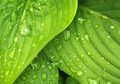 Hosta 'Coast to Coast' Live Plants – 3 Rooted Starters in 1 Qt Pots, Golden Leaf Shade Perennial Garden Plant