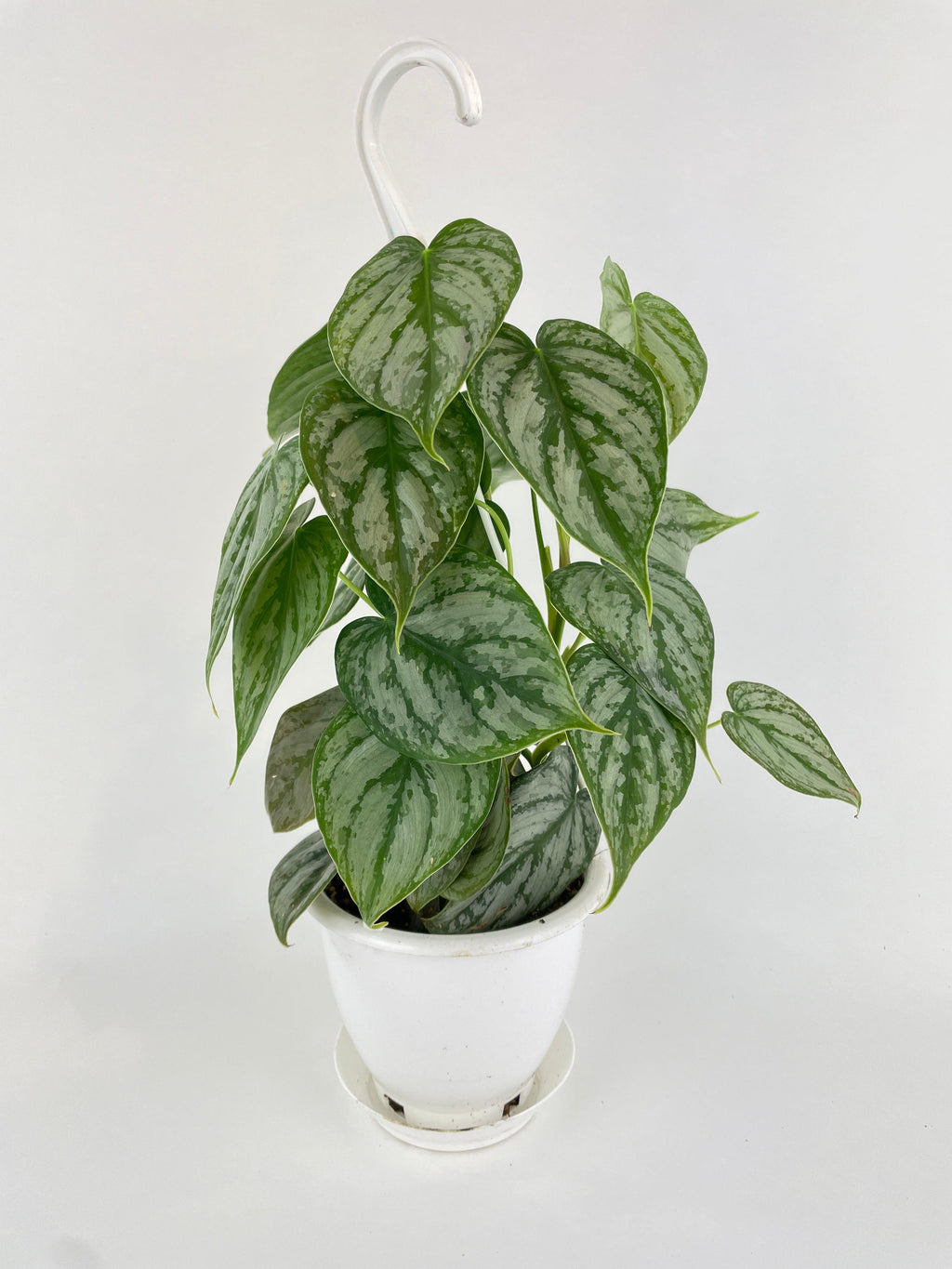 Philodendron Brandtianum Silver Leaf