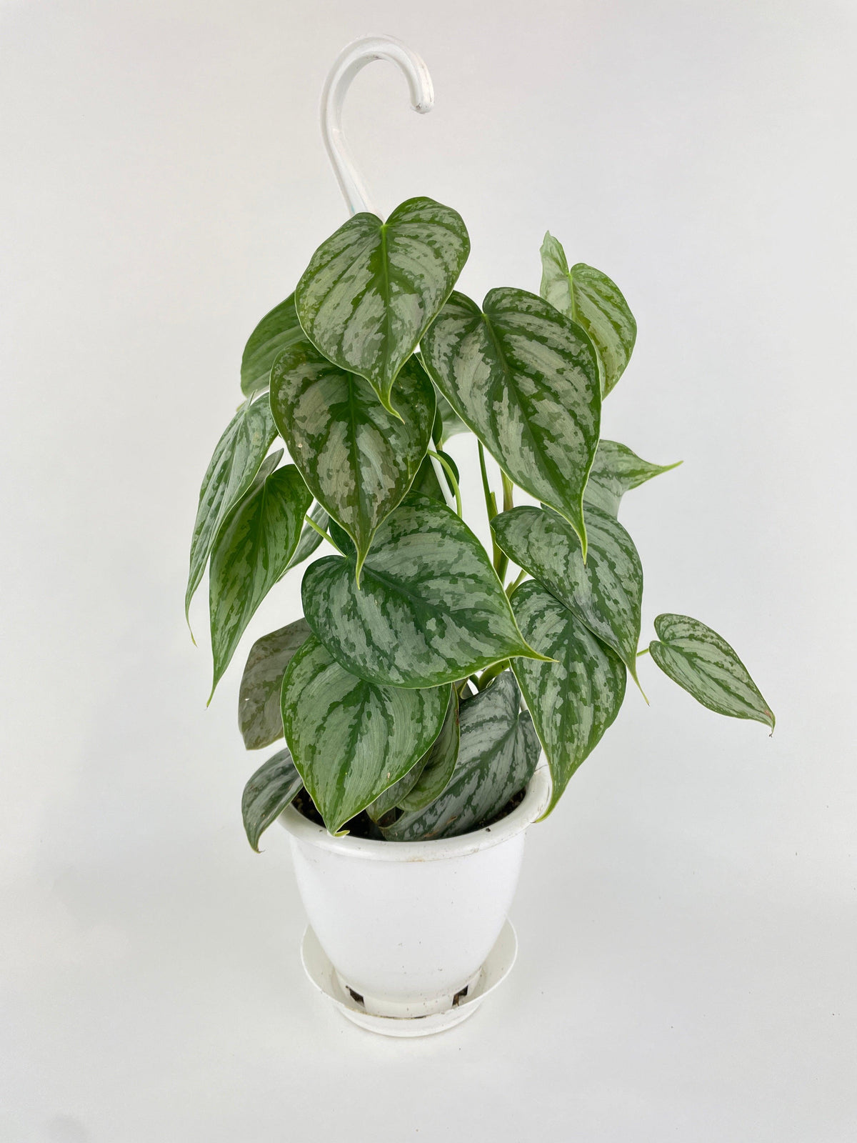 Philodendron Brandtianum Silver Leaf