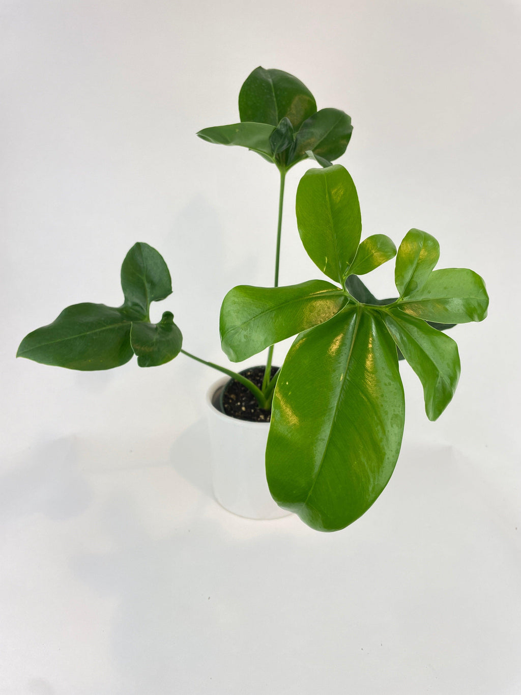Thaumatophyllum Spruceanum (Philodendron Goeldii)