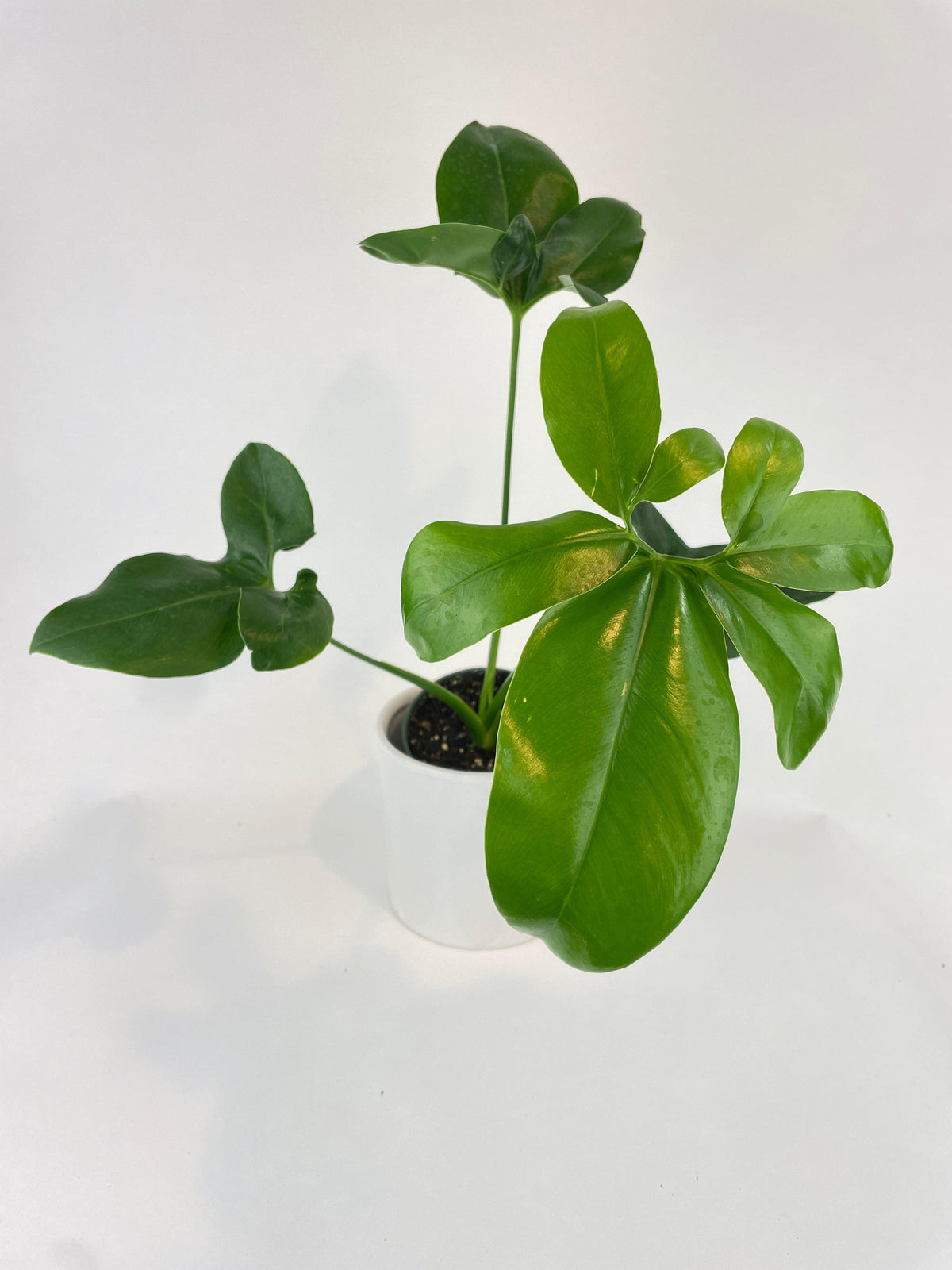Thaumatophyllum Spruceanum (Philodendron Goeldii)