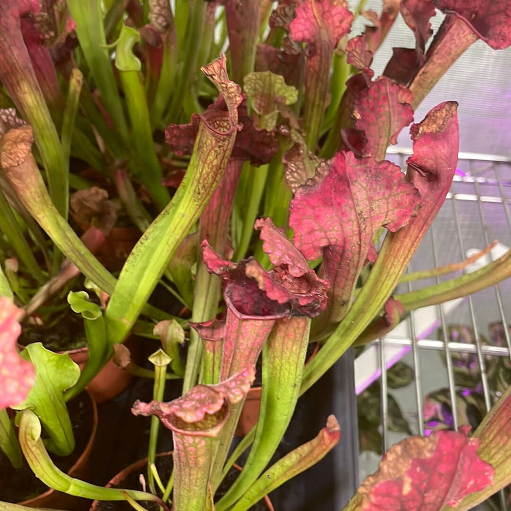 Sarracenia BUG BAT Trumpet Pitcher Carnivorous Plant