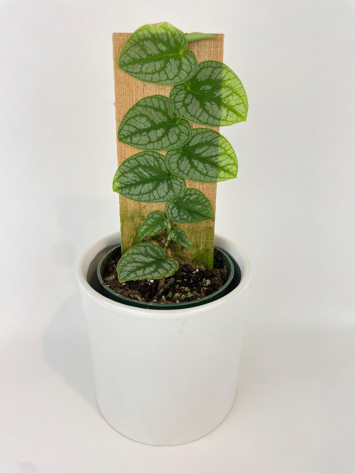 Monstera Dubia