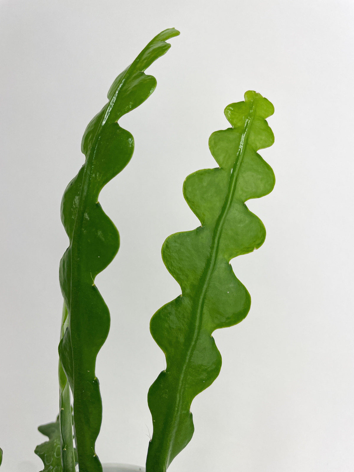 Ric Rac Fishbone Cactus