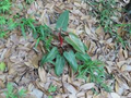 Philodendron 'Super Mini Red' Live Terrarium Plant – Pincushion Philodendron Starter Plant