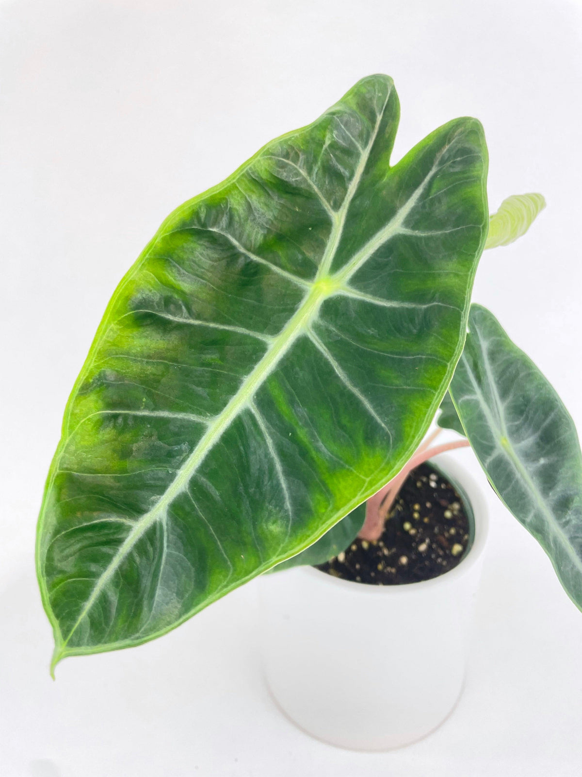 Alocasia Pink Dragon