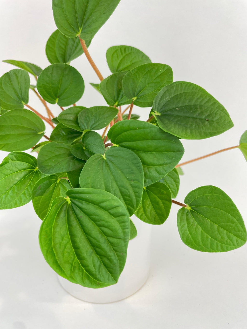 Peperomia Rana Verde