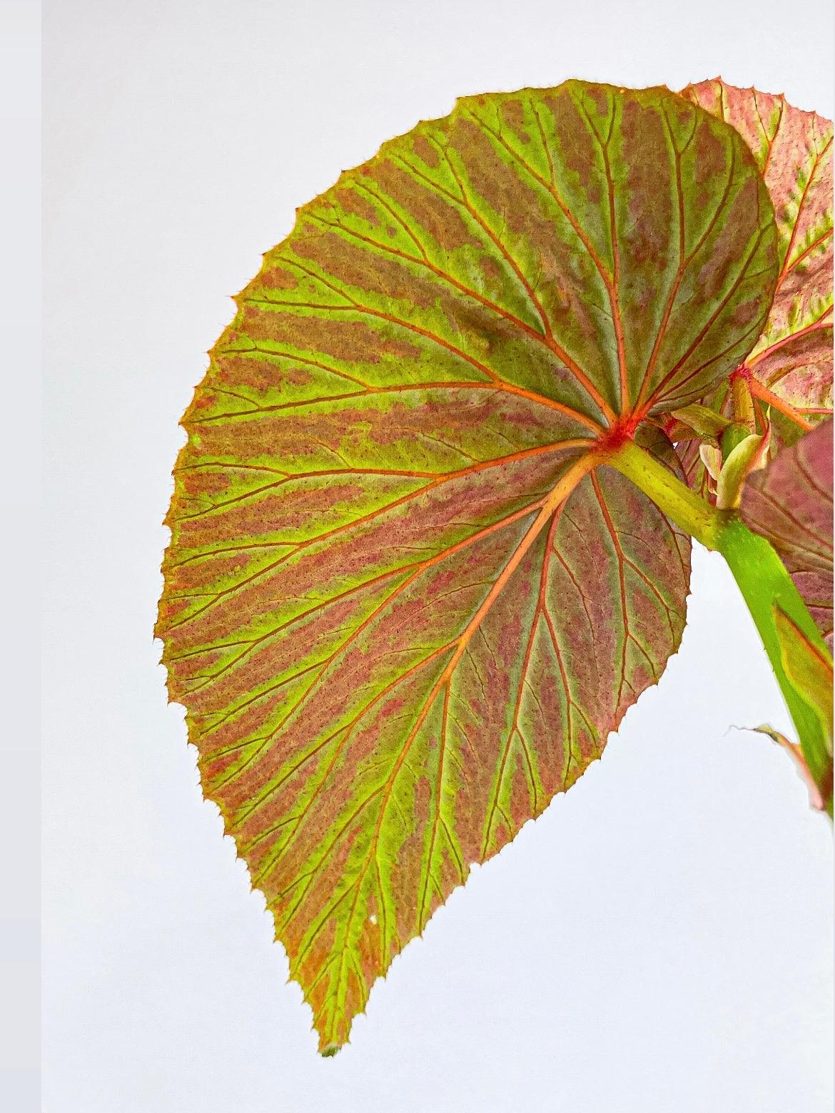 Begonia Brevirimosa Exotica