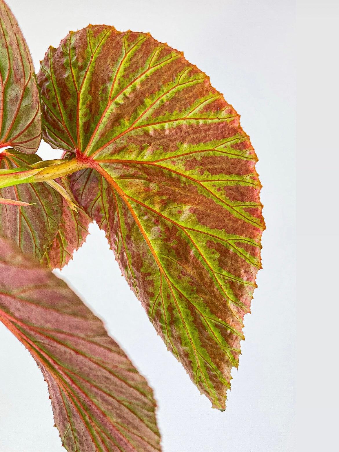 Begonia Brevirimosa Exotica