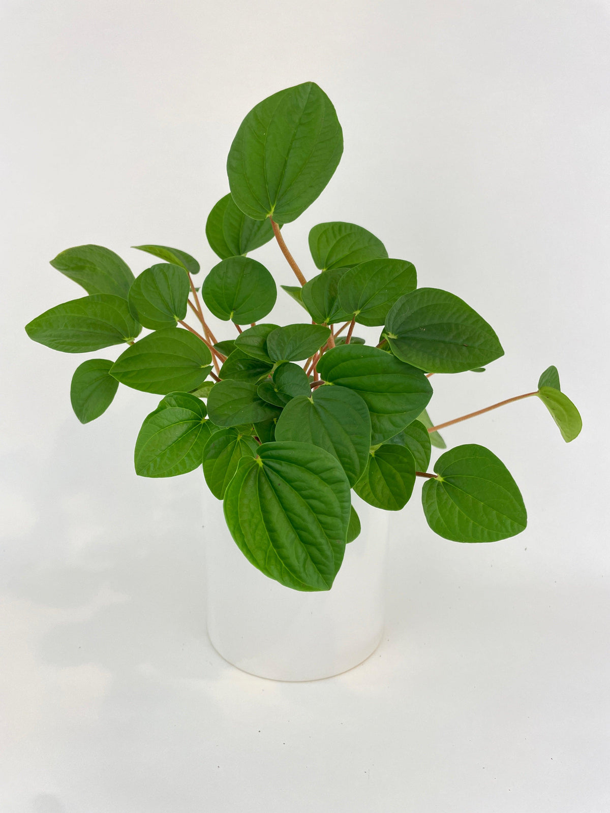 Peperomia Rana Verde