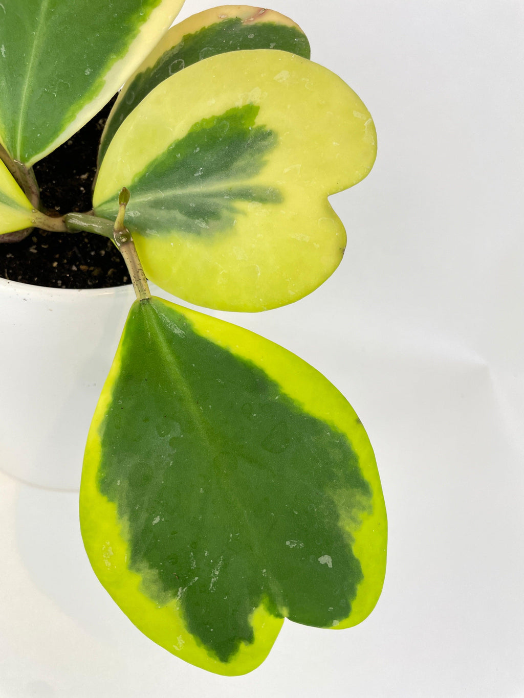Variegated Sweetheart Hoya Kerrii Albo