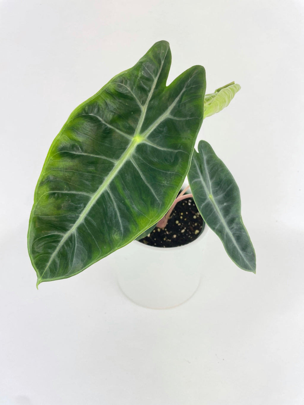 Alocasia Pink Dragon