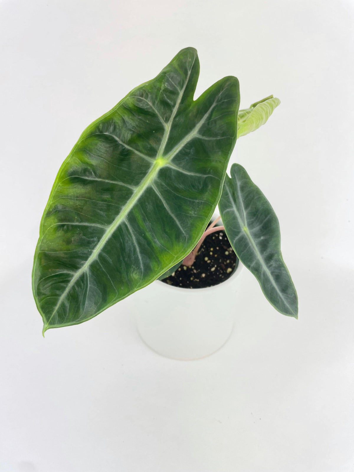 Alocasia Pink Dragon