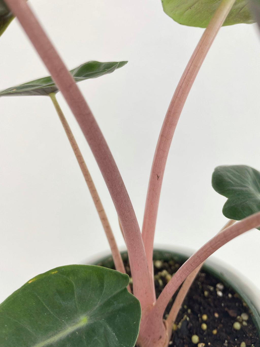 Alocasia Pink Dragon