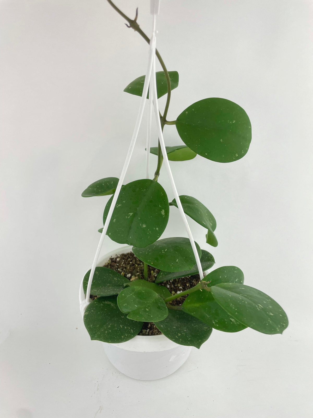 Hoya Obovata Splash