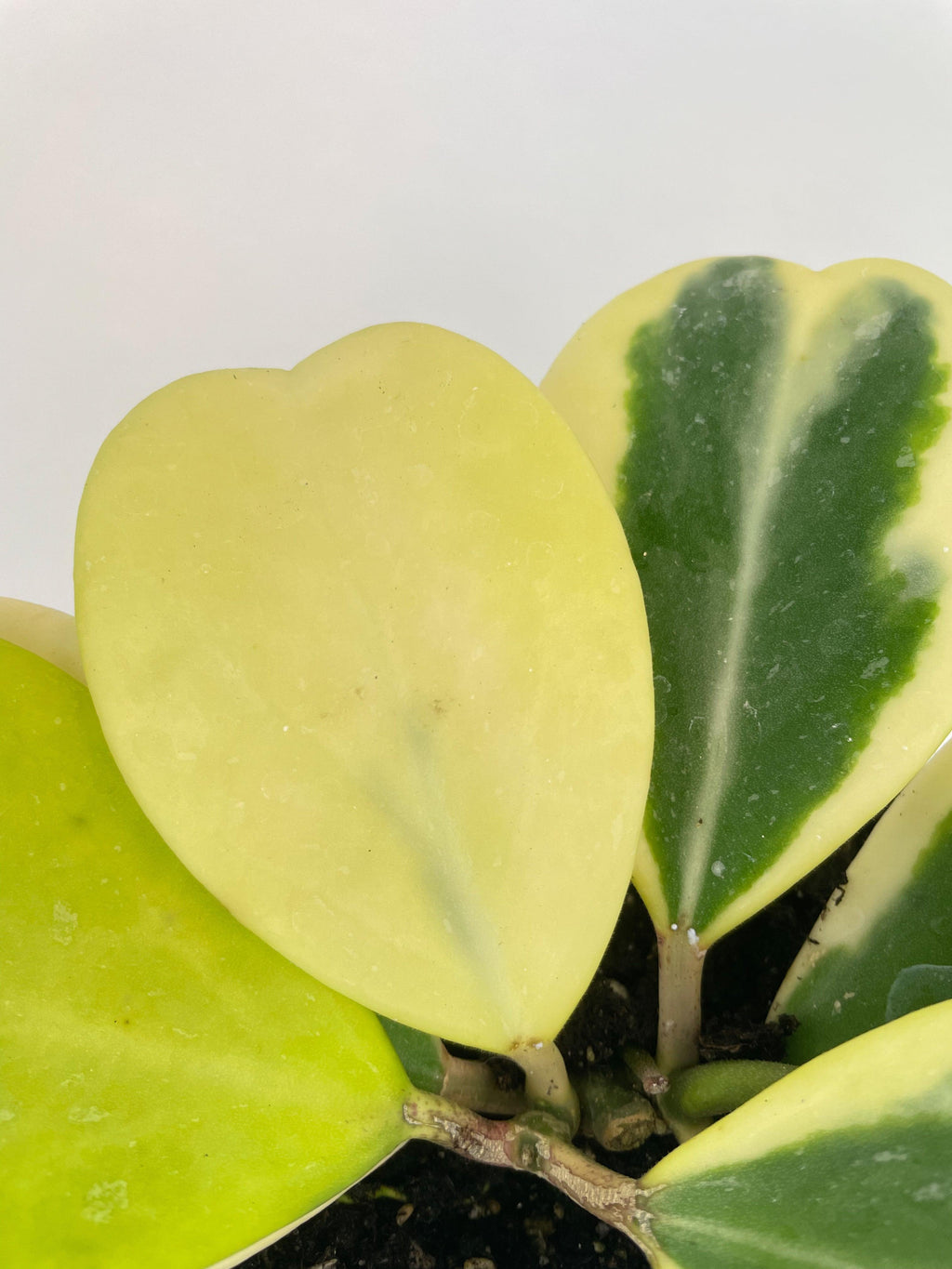 Variegated Sweetheart Hoya Kerrii Albo