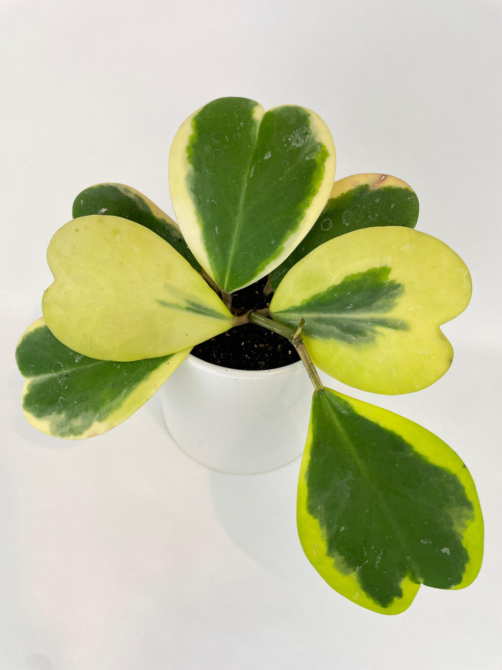 Variegated Sweetheart Hoya Kerrii Albo